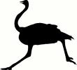 Ostrich (1) vinyl decal